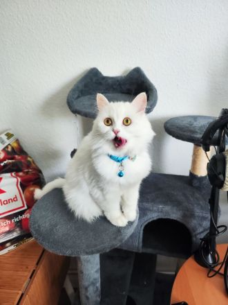 Langhaare Persische Katze sucht ein neues Zuhause
