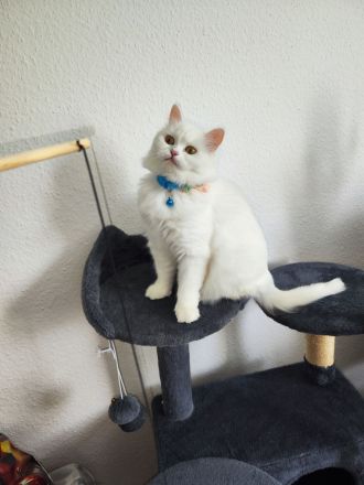 Langhaare Persische Katze sucht ein neues Zuhause
