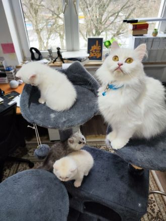 Langhaare Persische Katze sucht ein neues Zuhause