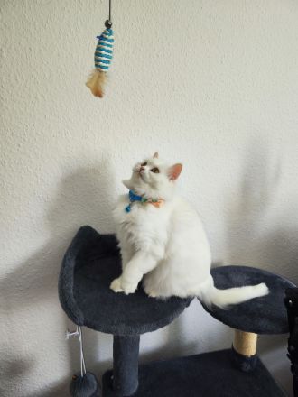 Langhaare Persische Katze sucht ein neues Zuhause