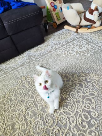 Langhaare Persische Katze sucht ein neues Zuhause