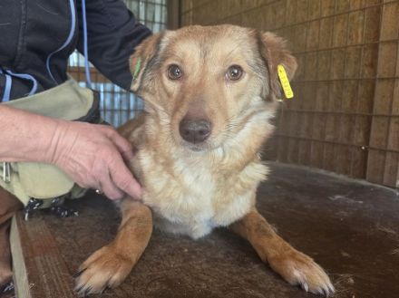 Carrie, sensible, vorsichtige Seele, dankbar für ein Zuhause bei geduldigen Hundeversteher, 2J, 41cm