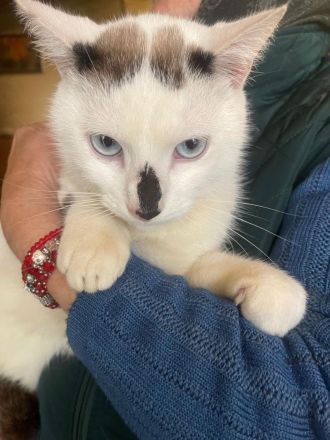 Champ sucht ein Zuhause