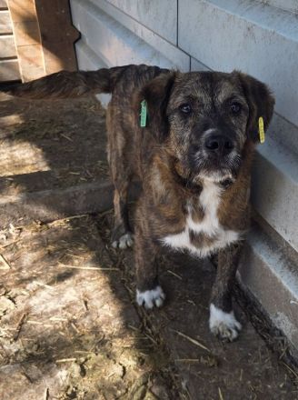 Freddie, ein absoluter Gute-Laune-Hund! 10M, 41cm