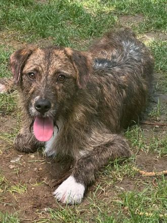Freddie, ein absoluter Gute-Laune-Kuschel-Hund! 7M, 44cm