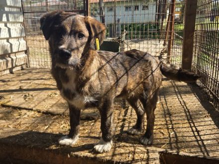 Freddie, ein absoluter Gute-Laune-Hund! 10M, 41cm