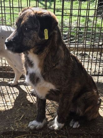 Freddie, ein absoluter Gute-Laune-Hund! 10M, 41cm