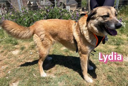 Lydia, 05/23 - ruhige, gemütliche Schmusemaus sucht Familie