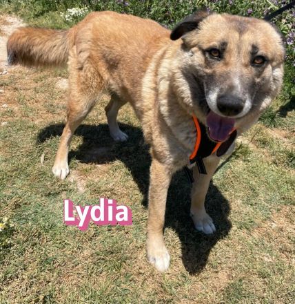 Lydia, 05/23 - ruhige, gemütliche Schmusemaus sucht Familie