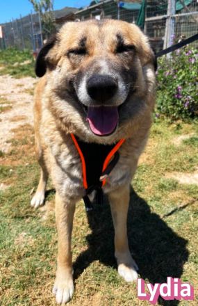Lydia, 05/23 - ruhige, gemütliche Schmusemaus sucht Familie
