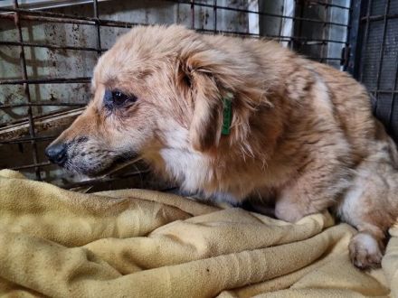 Lilo, zarte, kleine Hündin braucht dringend ein Zuhause, 2J, 28cm