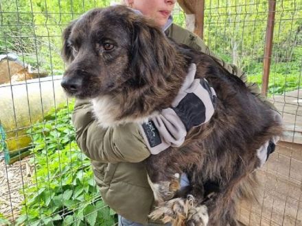 Lotta, überforderte, müde Hündin, die dringend ein ruhigeres Zuhause sucht, 4J, 57 cm