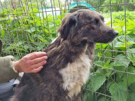 Lotta, überforderte, müde Hündin, die dringend ein ruhigeres Zuhause sucht, 4J, 57 cm