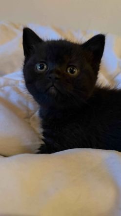 🐾 Zwei wunderschöne BKH-Kitten suchen ein liebevolles Zuhause 🐾