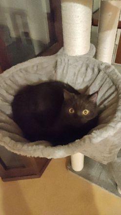 🐾Wunderschönes BKH-Kitten sucht ein liebevolles Zuhause 🐾