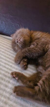 🐾 Zwei wunderschöne BKH-Kitten suchen ein liebevolles Zuhause 🐾