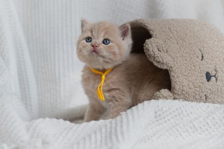 Wunderschöne BKH Kitten mit exzellentem Stammbaum (ab Ende Juni)