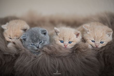 Wunderschöne BKH Kitten mit exzellentem Stammbaum (ab Ende Juni)