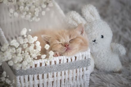 Wunderschöne BKH Kitten mit exzellentem Stammbaum (ab Ende Juni)