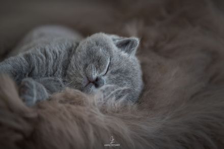Wunderschöne BKH Kitten mit exzellentem Stammbaum (ab Ende Juni)