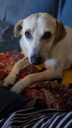 Billie, auf PS in 53881, sucht ihr eigenes Zuhause bei lieben Menschen