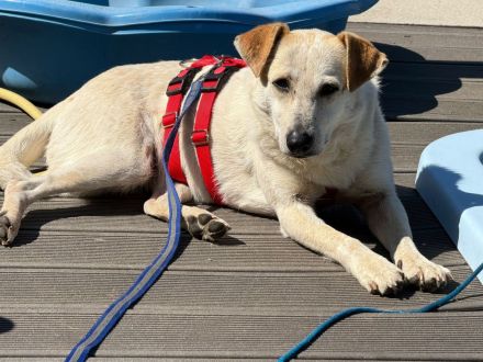 Billie, auf PS in 53881, sucht ihr eigenes Zuhause bei lieben Menschen