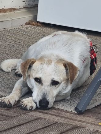Billie, auf PS in 53881, sucht ihr eigenes Zuhause bei lieben Menschen