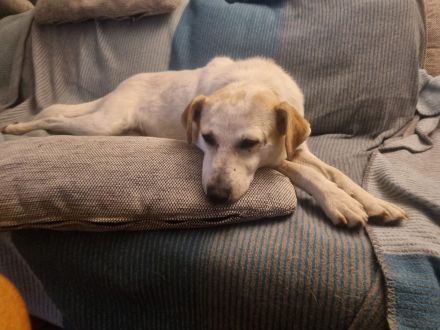 Billie, auf PS in 53881, sucht ihr eigenes Zuhause bei lieben Menschen