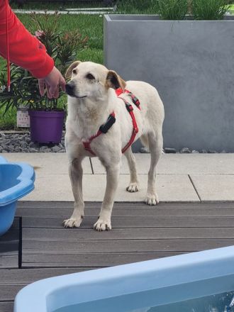 Billie, auf PS in 53881, sucht ihr eigenes Zuhause bei lieben Menschen