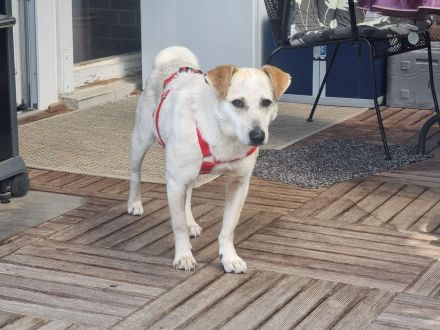 Billie, auf PS in 53881, sucht ihr eigenes Zuhause bei lieben Menschen
