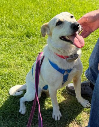 Billie, auf PS in 53881, sucht ihr eigenes Zuhause bei lieben Menschen
