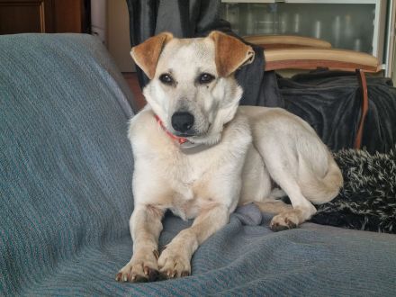 Billie, auf PS in 53881, sucht ihr eigenes Zuhause bei lieben Menschen