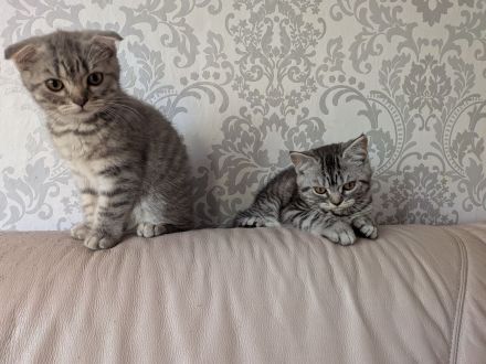 2 Kitten BKH, Katzenbabys