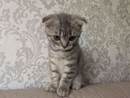 2 Kitten BKH, Katzenbabys