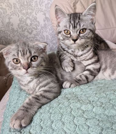 2 Kitten BKH, Katzenbabys