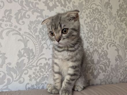 2 Kitten BKH, Katzenbabys