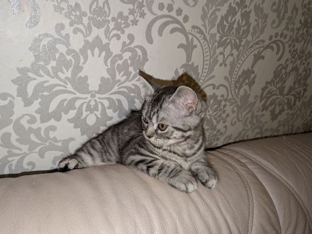 2 Kitten BKH, Katzenbabys