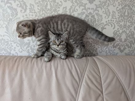 2 Kitten BKH, Katzenbabys