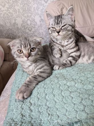 2 Kitten BKH, Katzenbabys