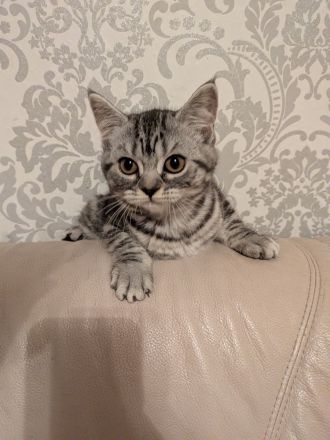 2 Kitten BKH, Katzenbabys