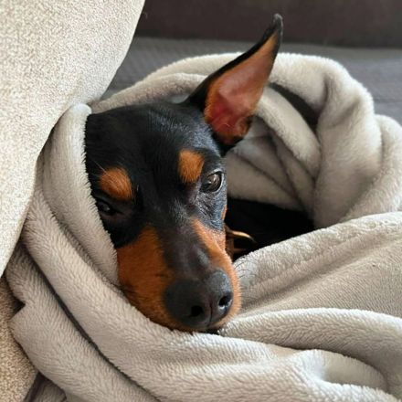Bandit in 70329 Stuttgart sucht sein Für-immer-Zuhause