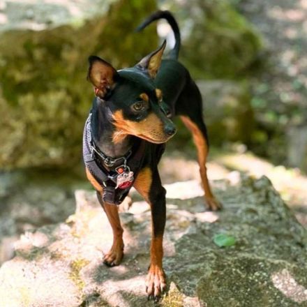 Bandit in 70329 Stuttgart sucht sein Für-immer-Zuhause