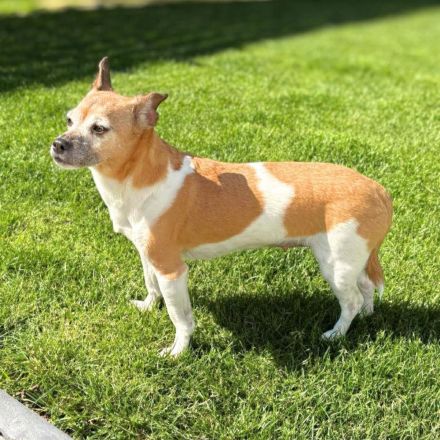 Bella in 06780 Zörbig sucht ihr Für-immer-Zuhause