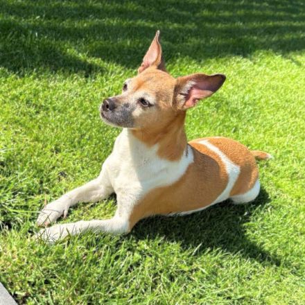 Bella in 06780 Zörbig sucht ihr Für-immer-Zuhause