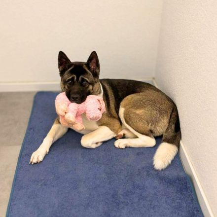 Akira in 74722 Buchen sucht ihr Für-immer-Zuhause
