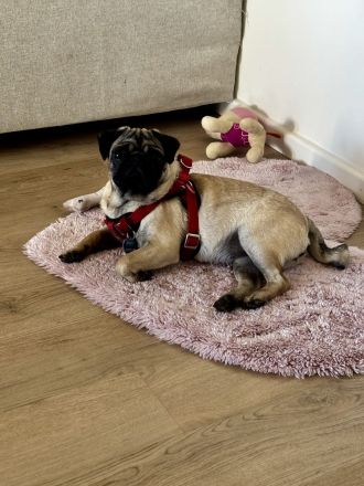 Mops Welpe Mädchen 6 Monate alt in liebevolle Hände abzugeben