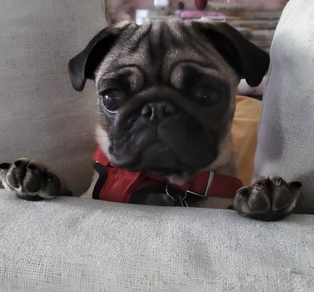 Mops Welpe Mädchen 6 Monate alt in liebevolle Hände abzugeben
