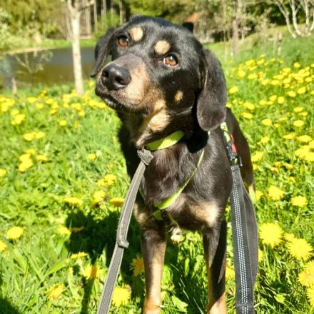 Nita in 92431 Neunburg sucht ihr Für-immer-Zuhause