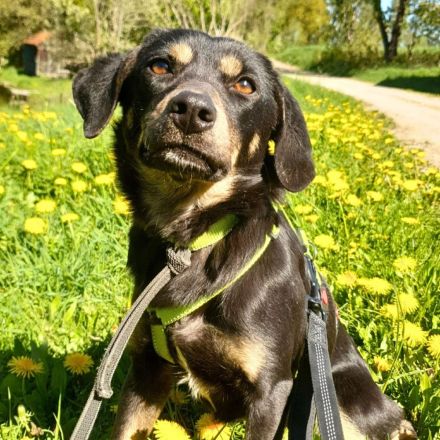 Nita in 92431 Neunburg sucht ihr Für-immer-Zuhause