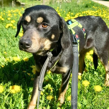 Nita in 92431 Neunburg sucht ihr Für-immer-Zuhause